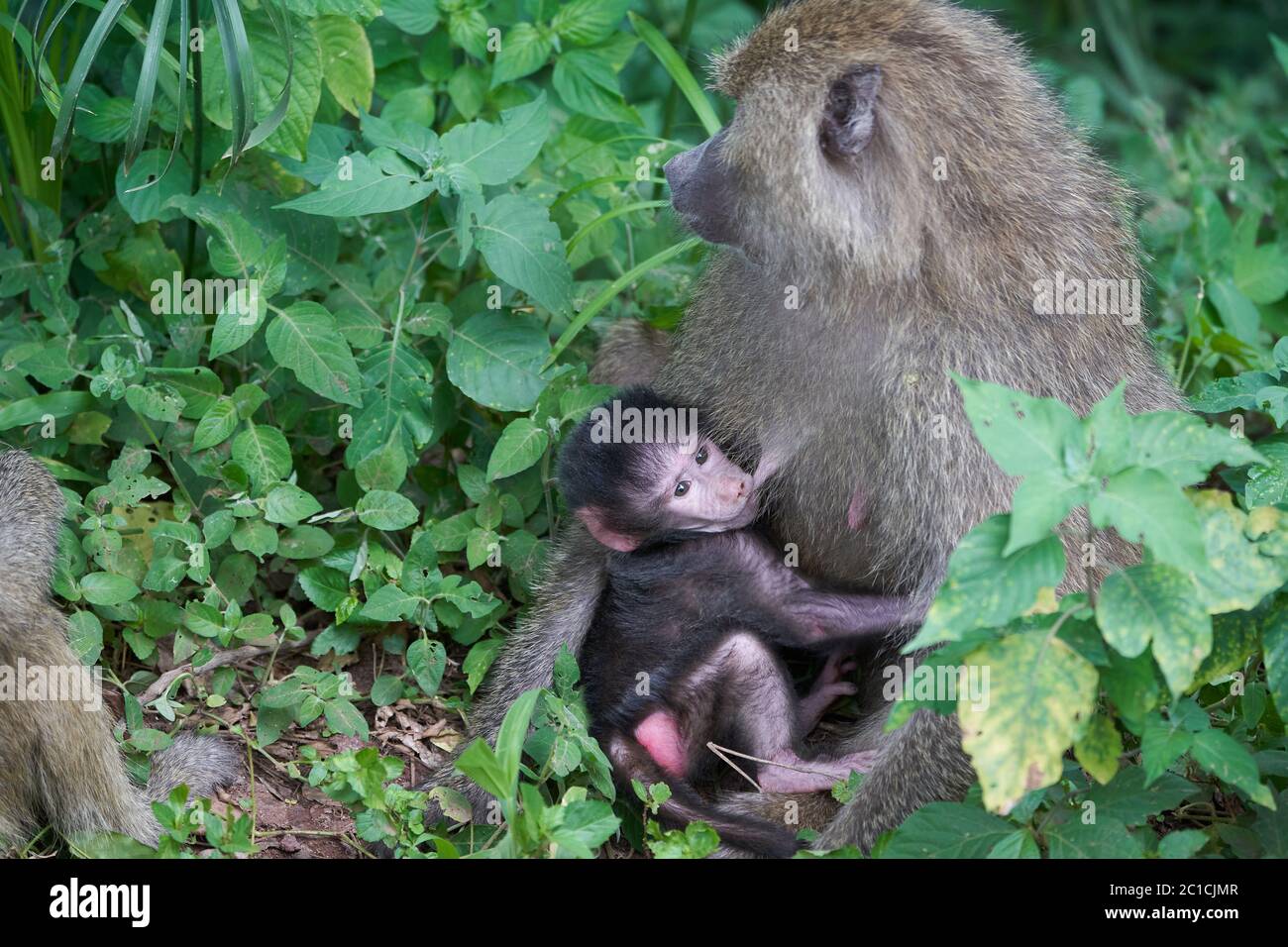 A Dusky leaf monkey (Trachypithecus obscurus) perched high in the