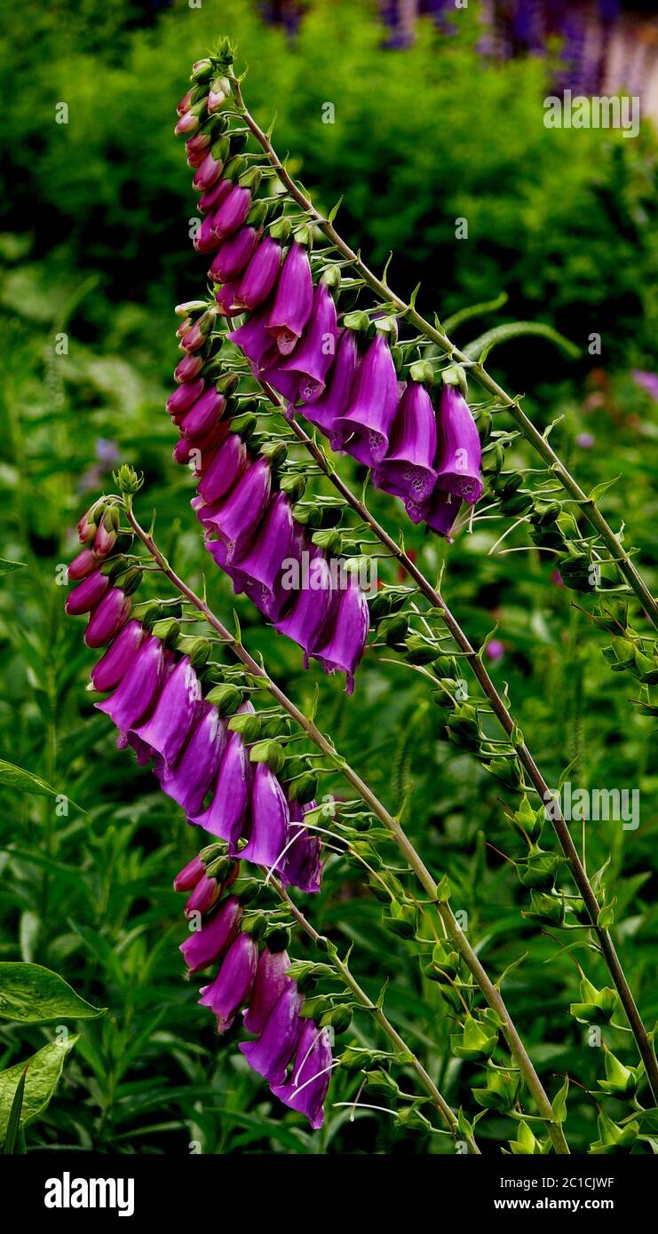 Foxglove Stock Photo