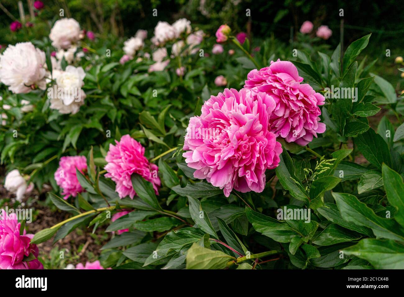 Colourful peonies growing in the garden Stock Photo - Alamy