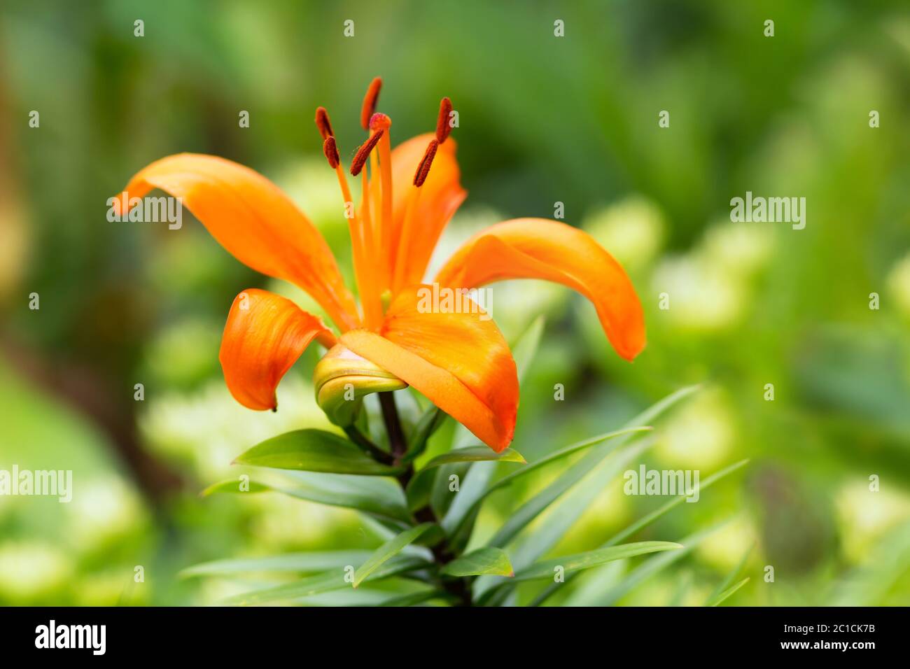 Feuer-Lilie / Fire Lily Stock Photo