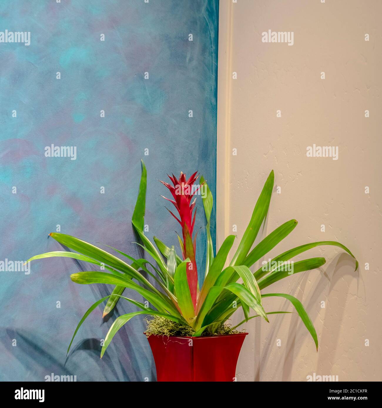 Square crop Potted bromeliad with colorful red flower interior Stock Photo
