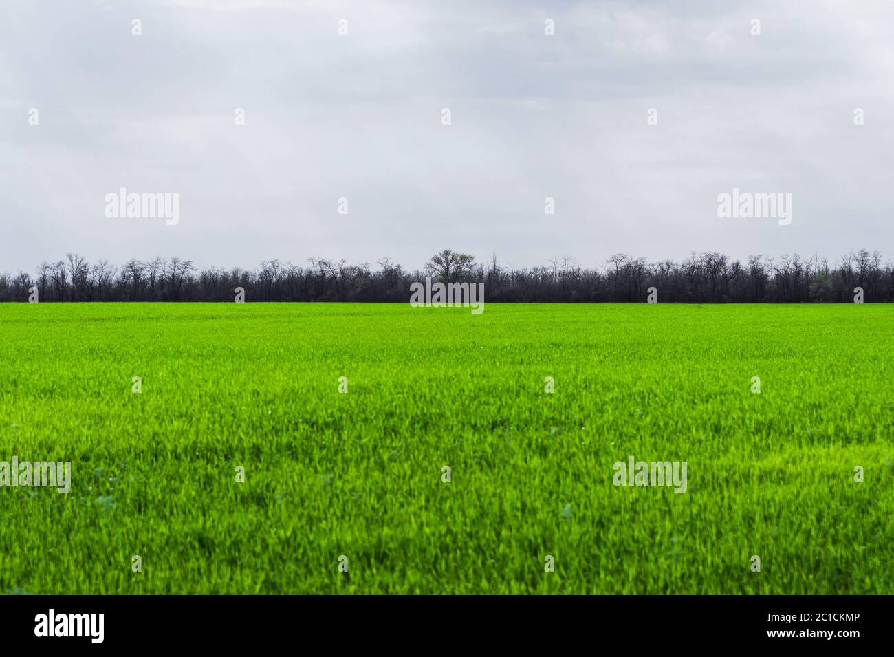 Image of a landscape of a green grass or wheat field. The concept of serenity of ecology and spring Stock Photo