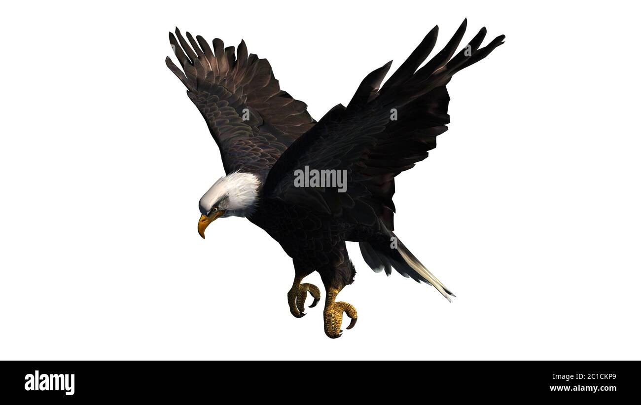 Eagle - separated on white background Stock Photo