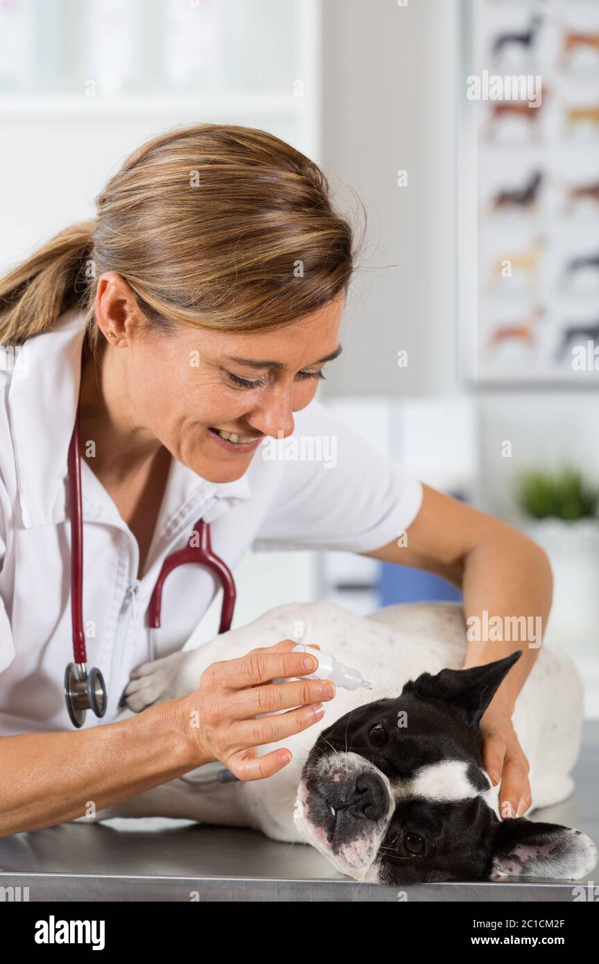 Veterinary placing a few drops of eye drops dog French bulldog Stock Photo Alamy