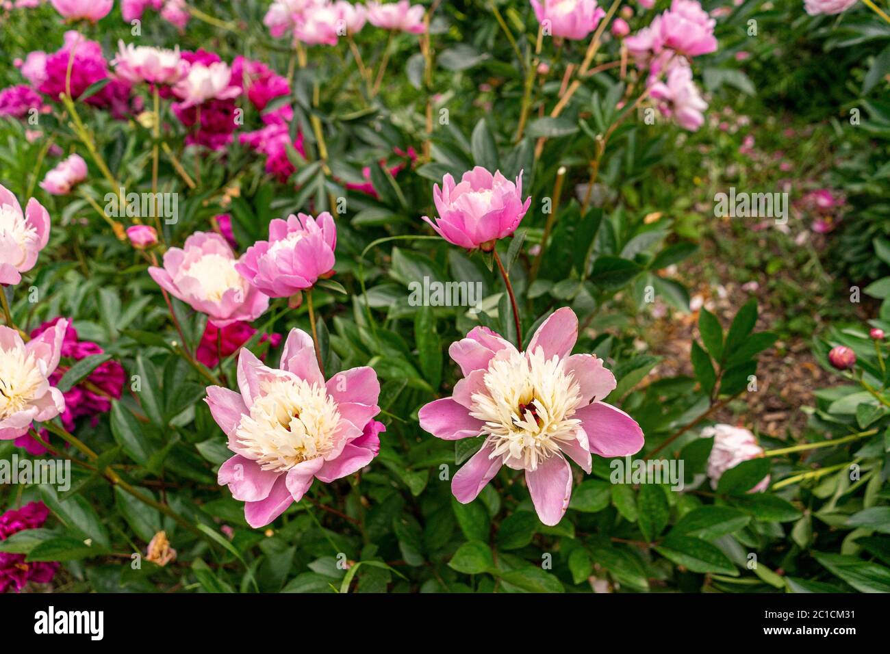 Colourful peonies growing in the garden Stock Photo - Alamy
