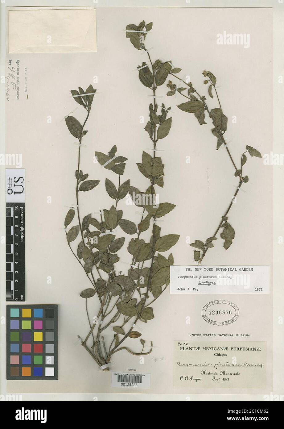 Perymenium pinetorum Brandegee Perymenium pinetorum Brandegee. Stock Photo