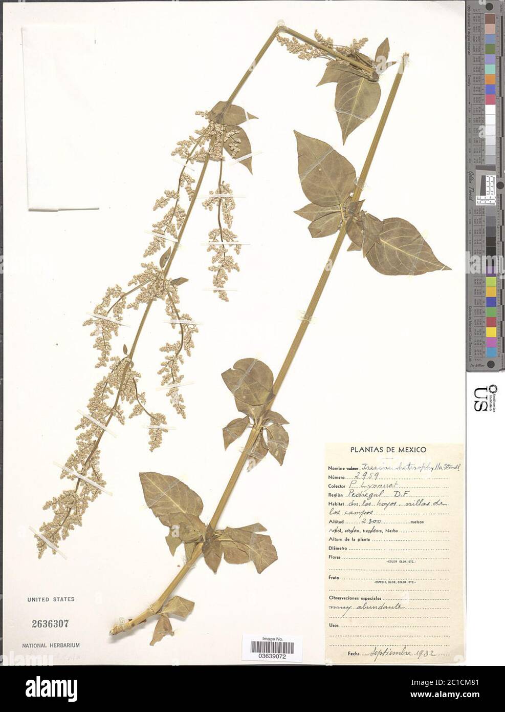 Iresine heterophylla Standl Iresine heterophylla Standl. Stock Photo