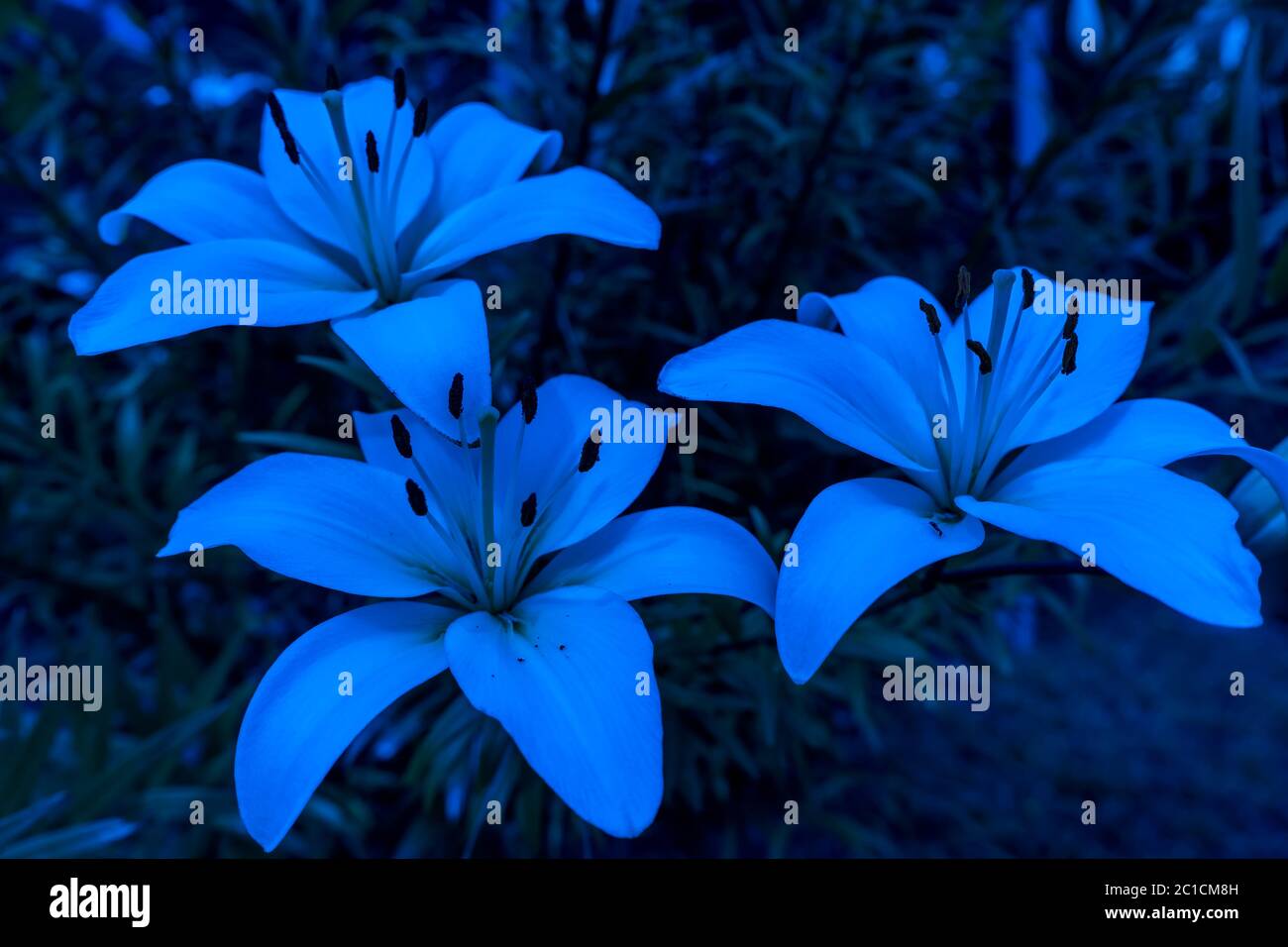Lily flowers glowing in the night. Trendy for decoration design. Modern design. . High quality photo Stock Photo