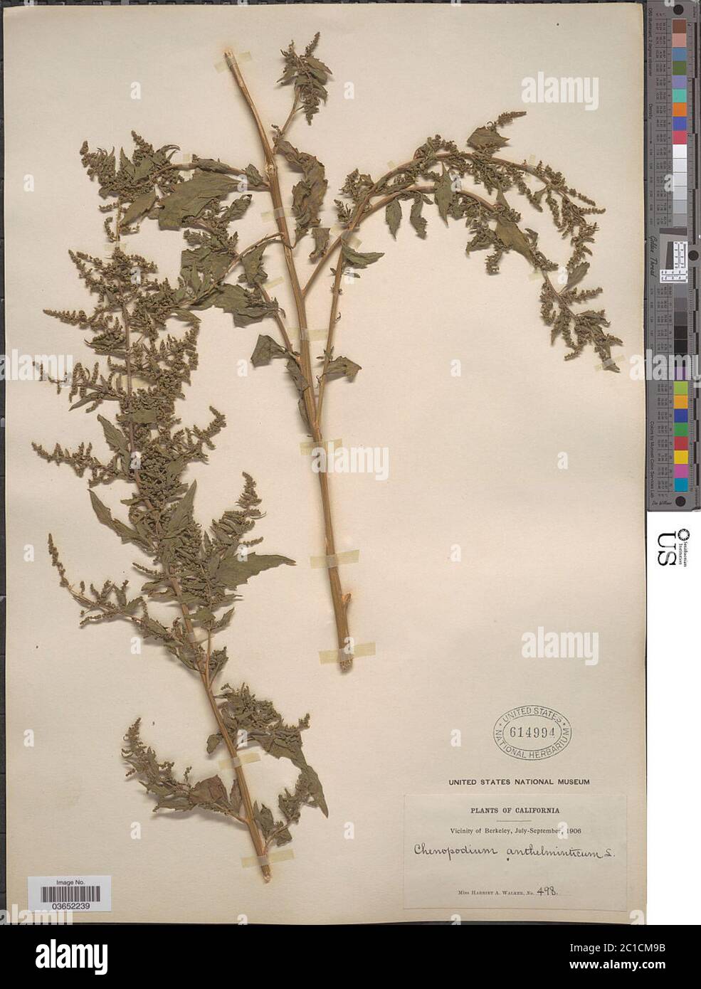 Chenopodium ambrosioides var anthelminticum L A Gray Chenopodium ambrosioides var anthelminticum L A Gray. Stock Photo