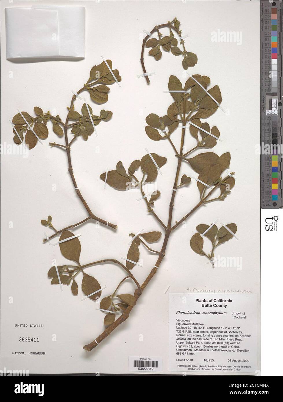 Phoradendron flavescens var villosum Engelm Phoradendron flavescens var villosum Engelm. Stock Photo