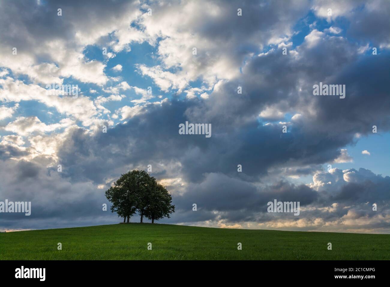 Oaks in striking weather on a meadow Stock Photo