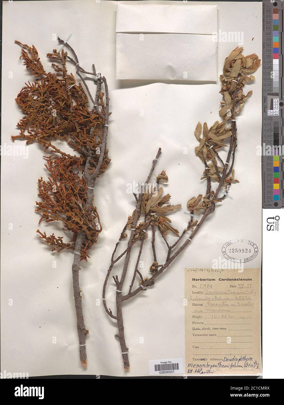 Dendrophthora mesembryanthemifolia Griseb ex Urb Dendrophthora mesembryanthemifolia Griseb ex Urb. Stock Photo