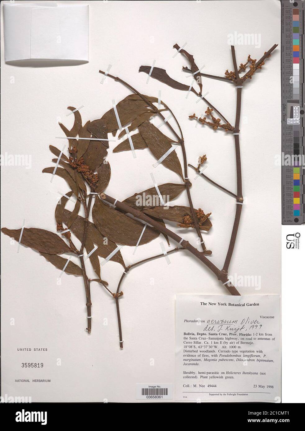 Phoradendron nervosum Oliv Phoradendron nervosum Oliv. Stock Photo