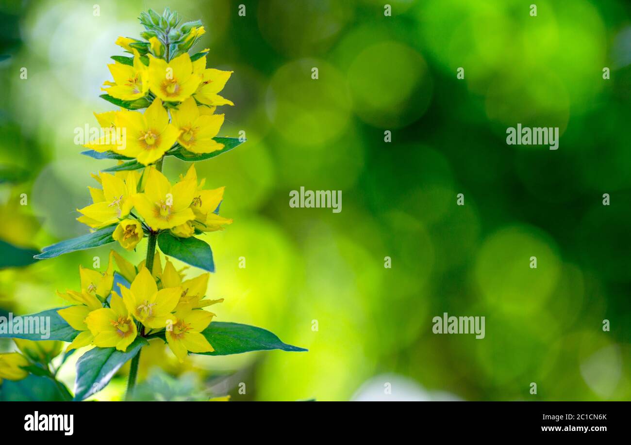 Lysimachia vulgaris flower Yellow beautiful flower on the flowerbed Stock Photo