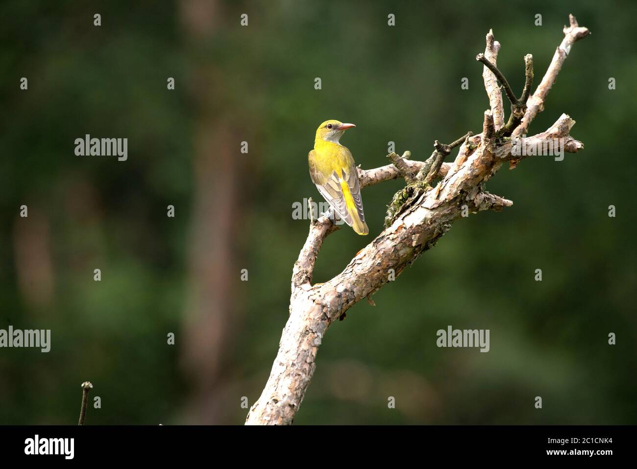 Pirol *** Local Caption *** Brood bird, Oriolus oriolus oriolus ...