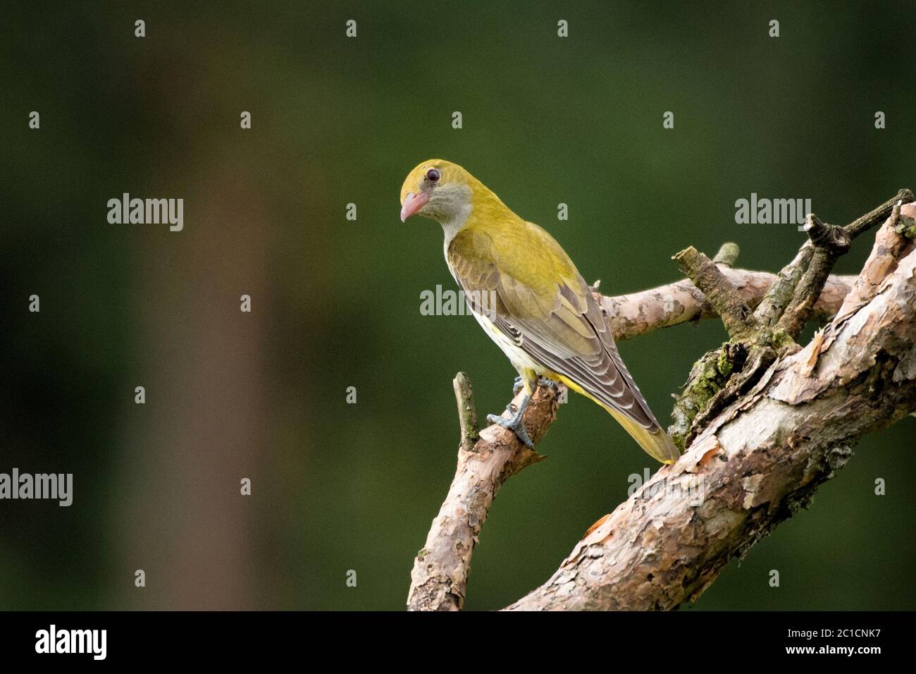 Pirol *** Local Caption ***  Brood bird, Oriolus oriolus oriolus, Pfingsvogel, golden oriole, summer bird, bird of passage, birds of passage Stock Photo
