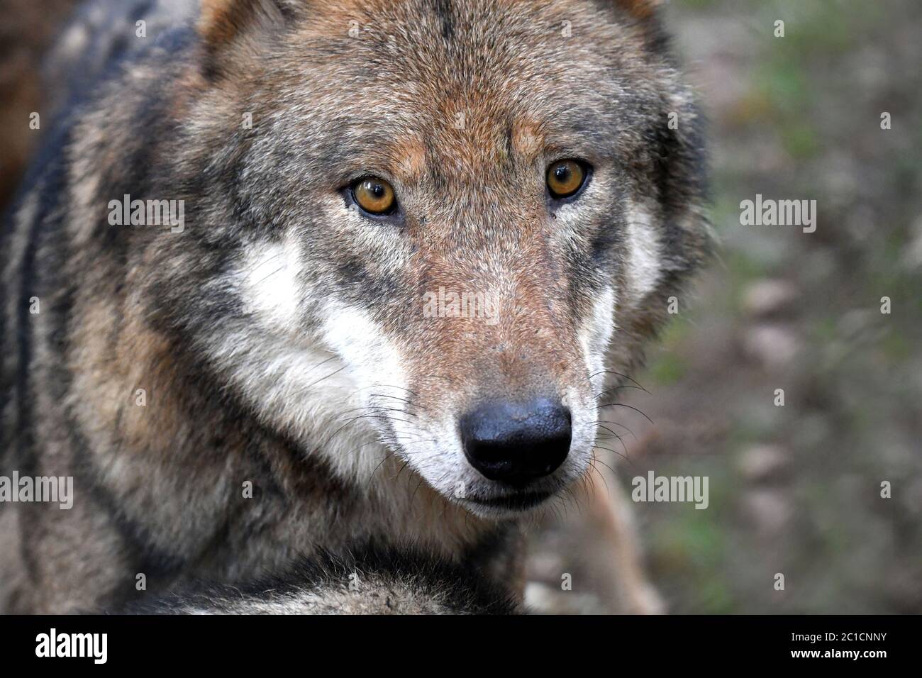 Wölfe *** Local Caption ***  Canine, Canis lupus, European wolf, grey wolf, grey wolf, doggy, Isegrimm, close-ups of wolves, predator, predators, Wolf Stock Photo