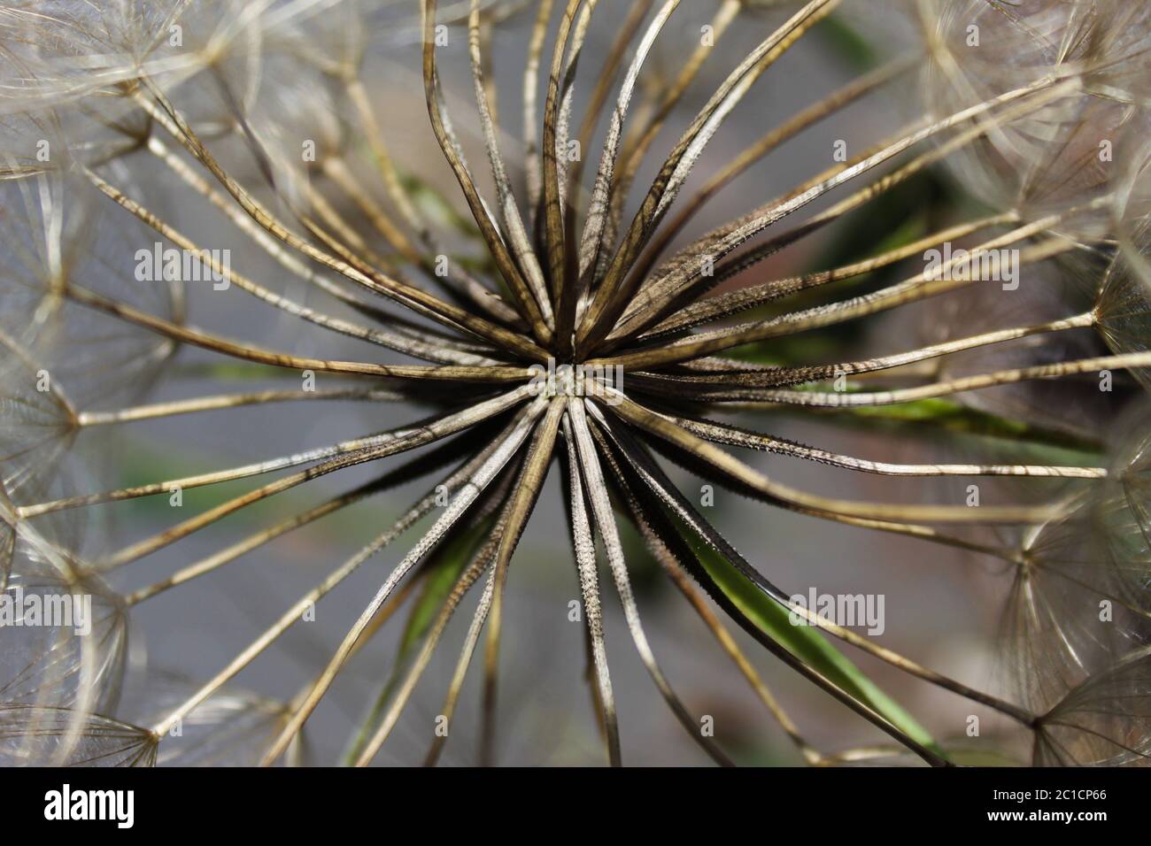 Close-up of seeded dandelion head, symbol of possibility, hope, and dreams. Good image for sympathy, get-well soon, or thinking of you greeting card. Stock Photo