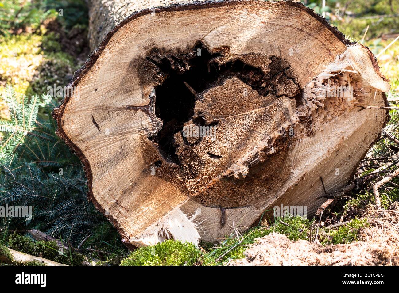 Dead Tree Heart Stock Photo