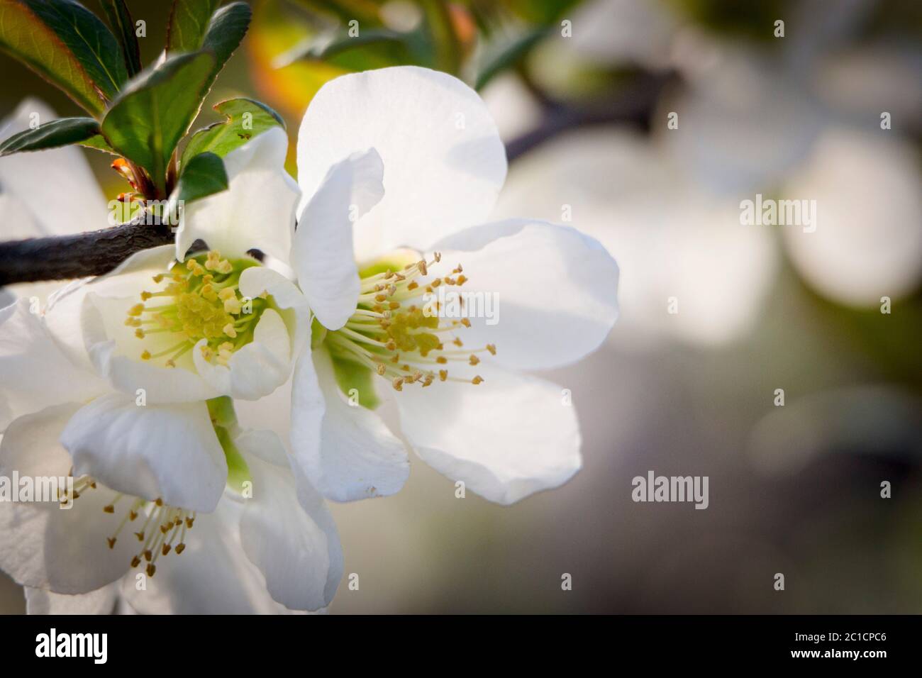 White quince flowers hi-res stock photography and images - Alamy