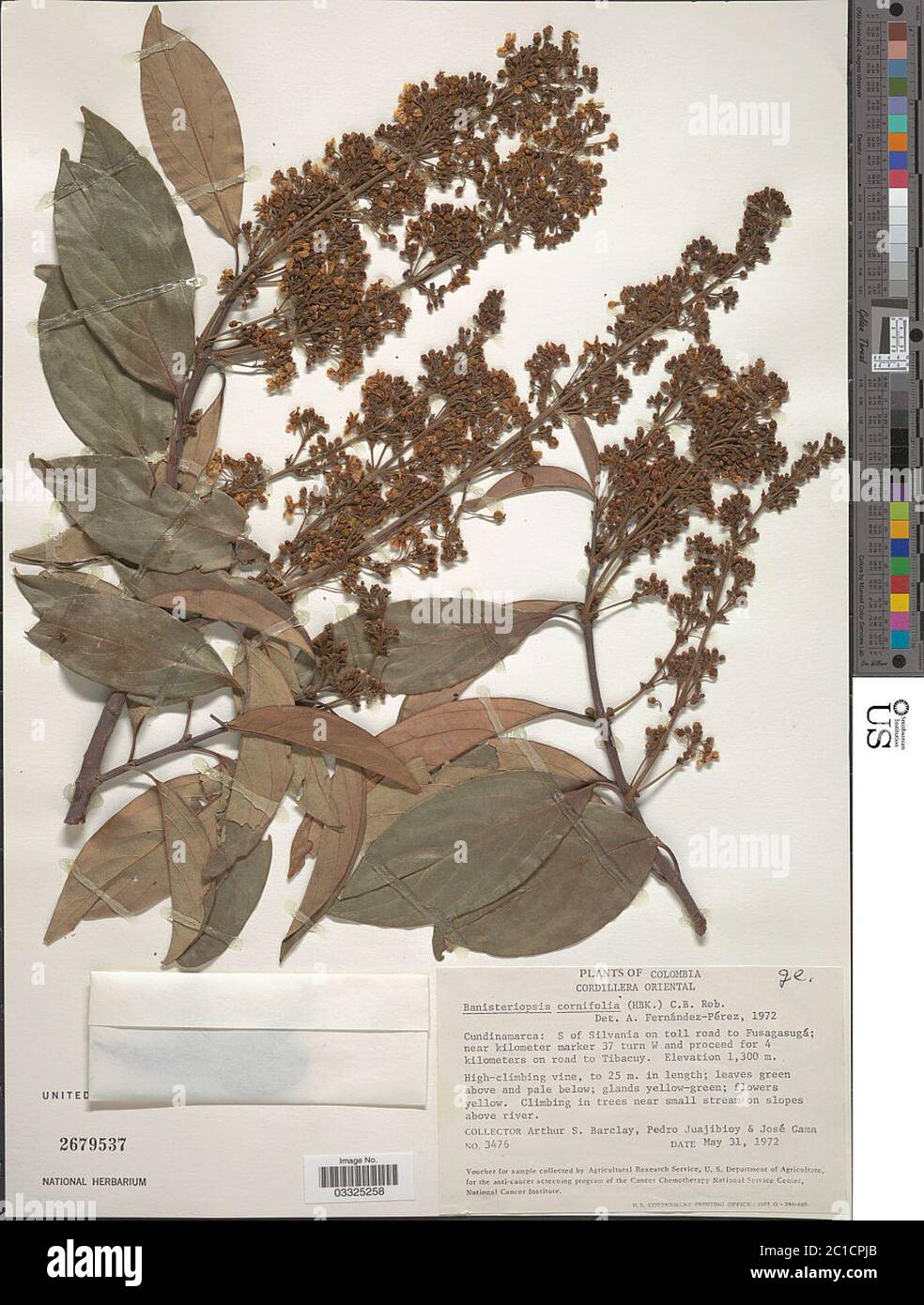 Banisteriopsis cornifolia Kunth CB Rob Banisteriopsis cornifolia Kunth CB Rob. Stock Photo