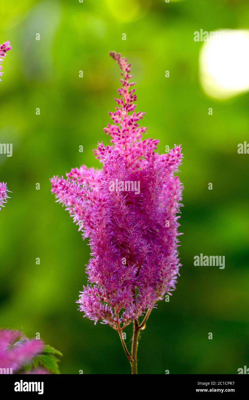 Red Astilbe flower growing in the summer garden. close up Stock Photo