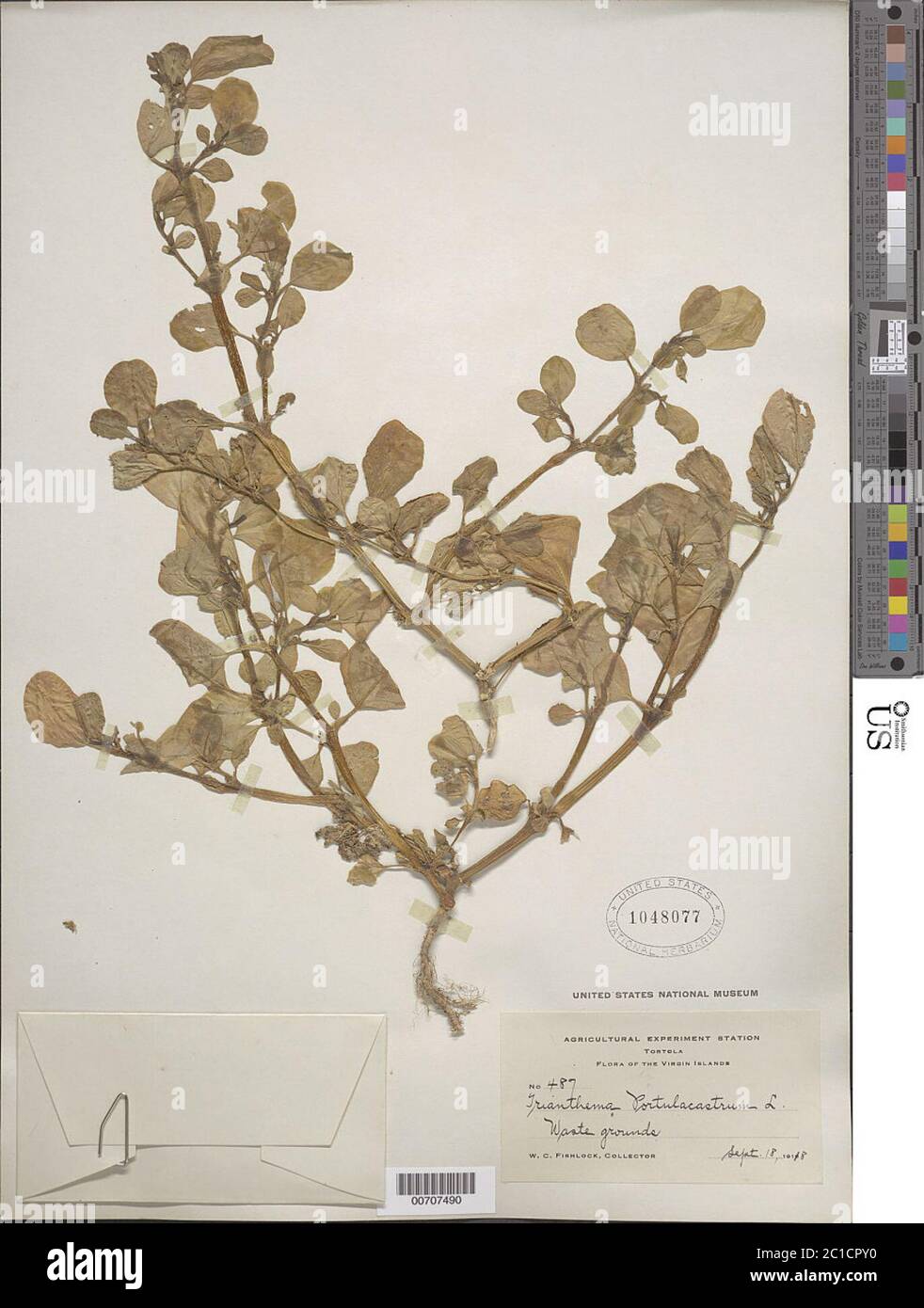 Trianthema Portulacastrum Plants In Nature Garden Stock Photo, Picture and  Royalty Free Image. Image 61897753., image size:982x1390