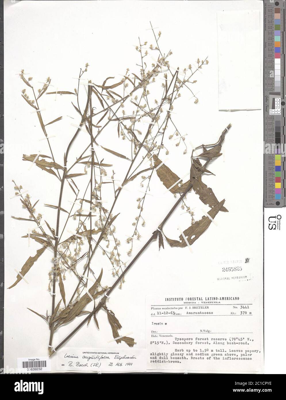 Iresine angustifolia Euphrasn Iresine angustifolia Euphrasn. Stock Photo