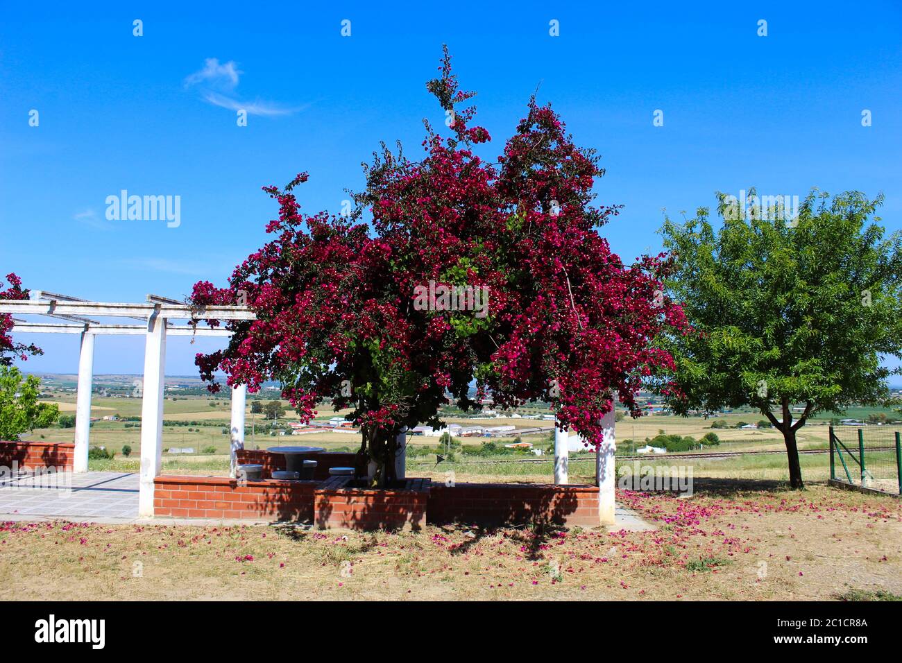 Great bougainvillea tree that creates shade for sitting. Seating and relaxation area in Beja, Portugal. Stock Photo