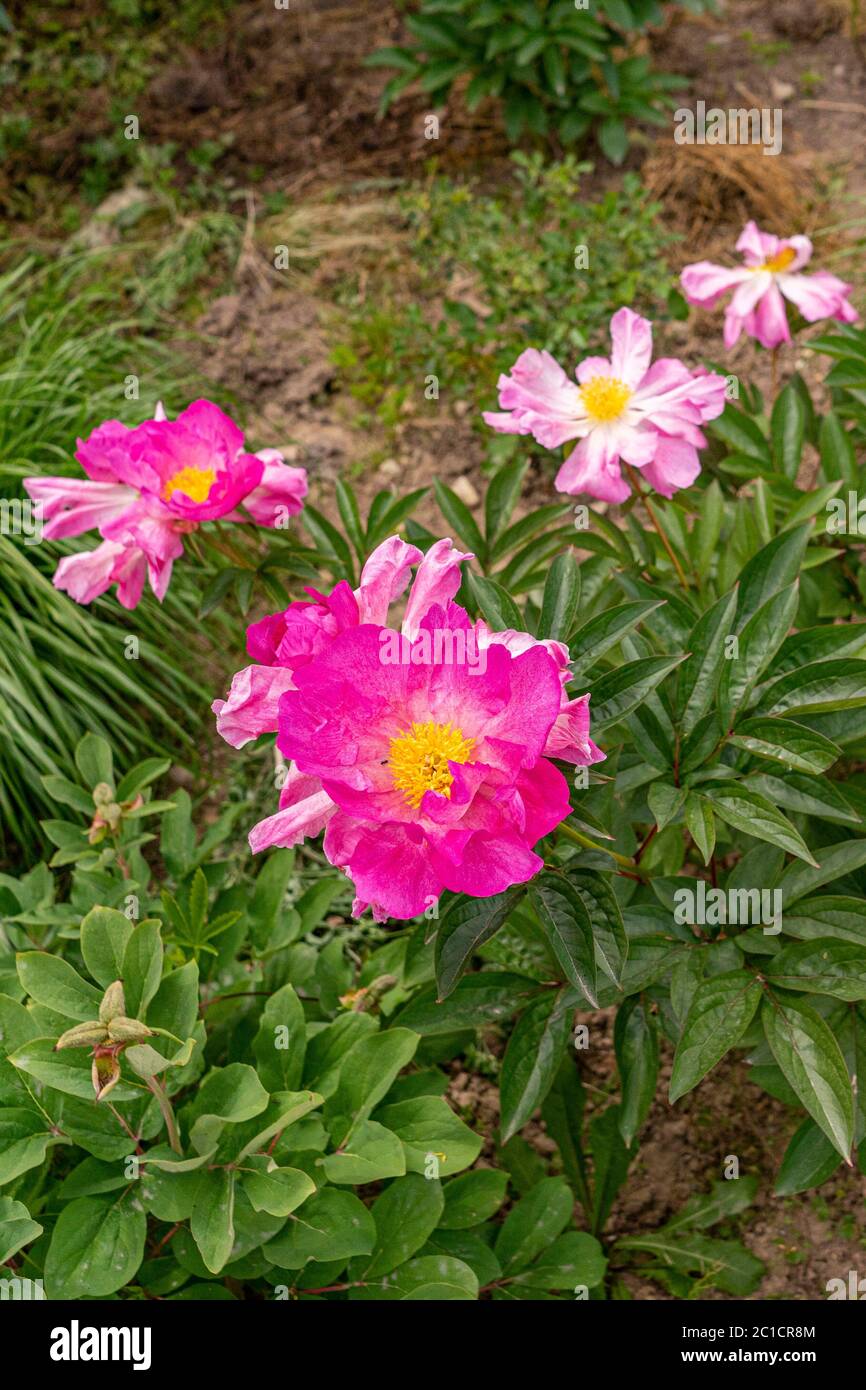 Colourful peonies growing in the garden Stock Photo - Alamy
