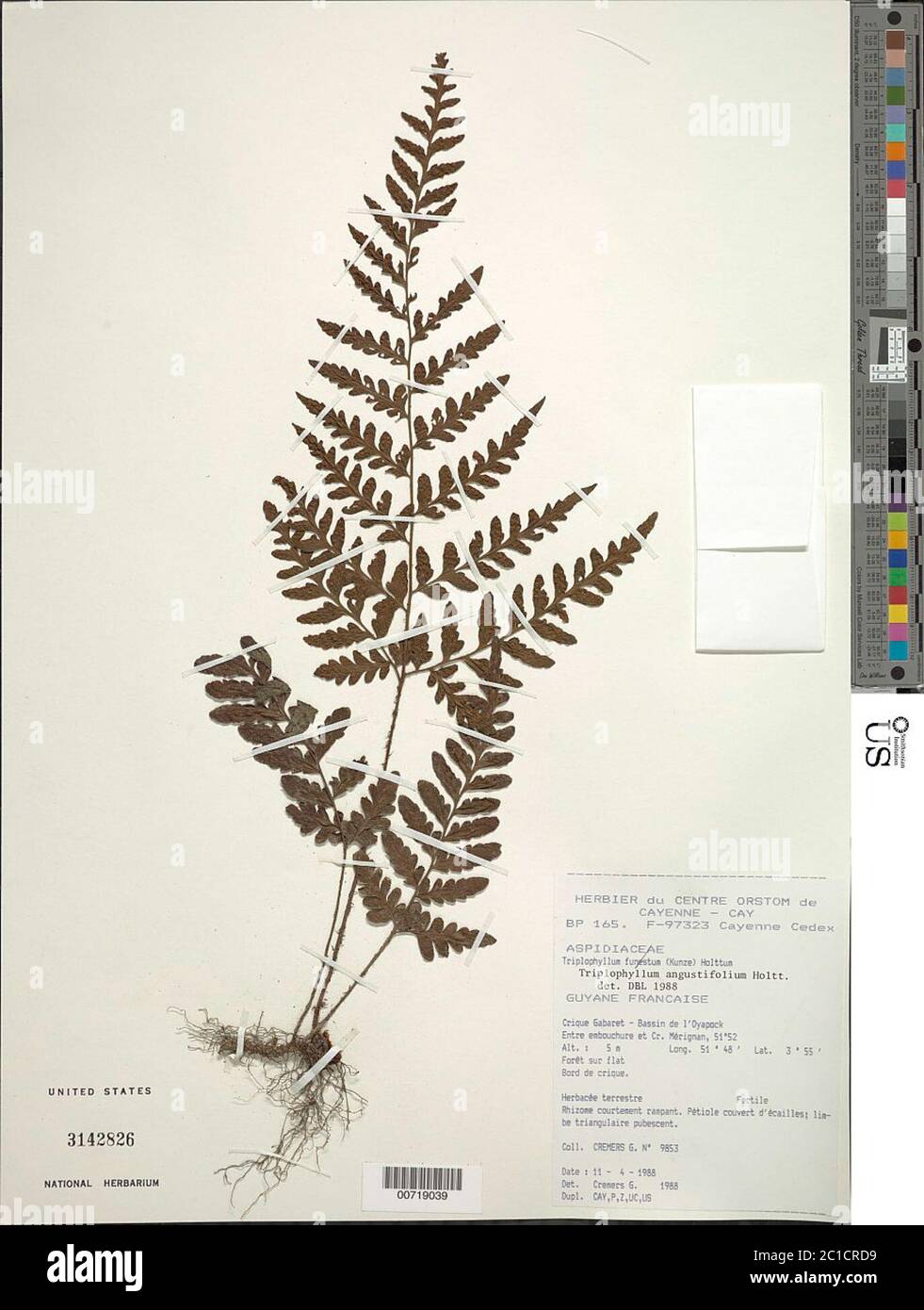 Triplophyllum angustifolium Holttum Triplophyllum angustifolium Holttum. Stock Photo