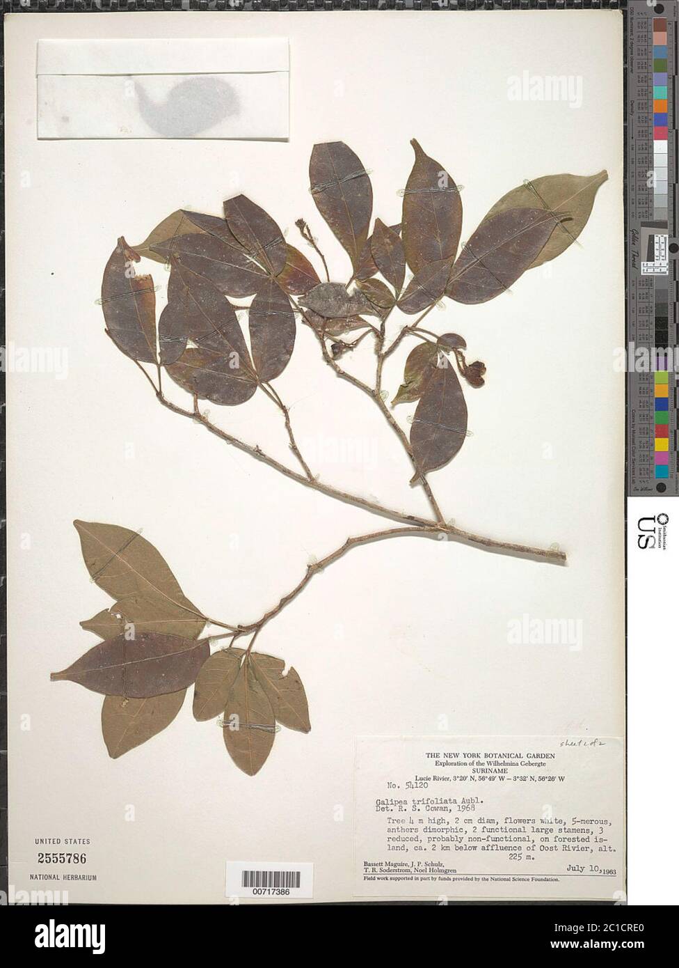 Galipea trifoliata Galipea trifoliata. Stock Photo
