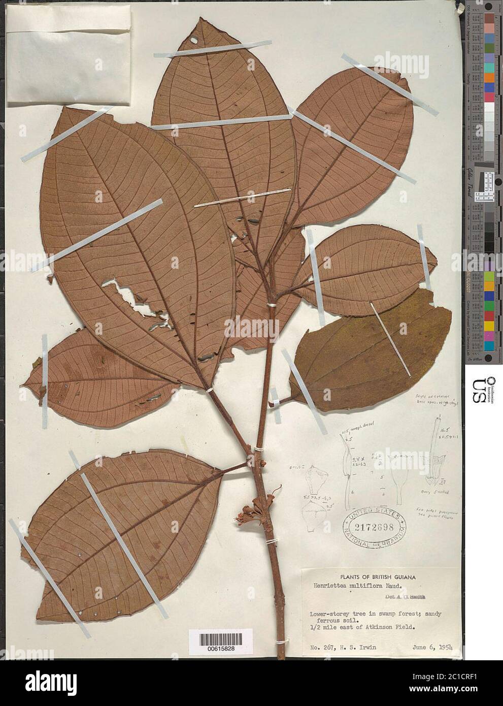 Tea Multiflora Henriettea multiflora Naudin Henriettea multiflora Naudin Stock Photo ...