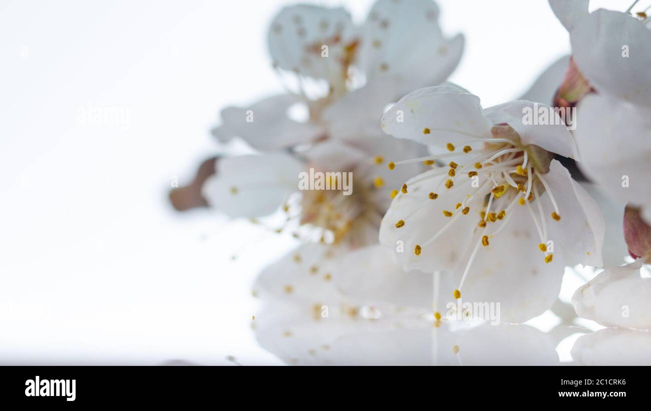 cherry tree flowers isolated on white background close up Stock Photo ...
