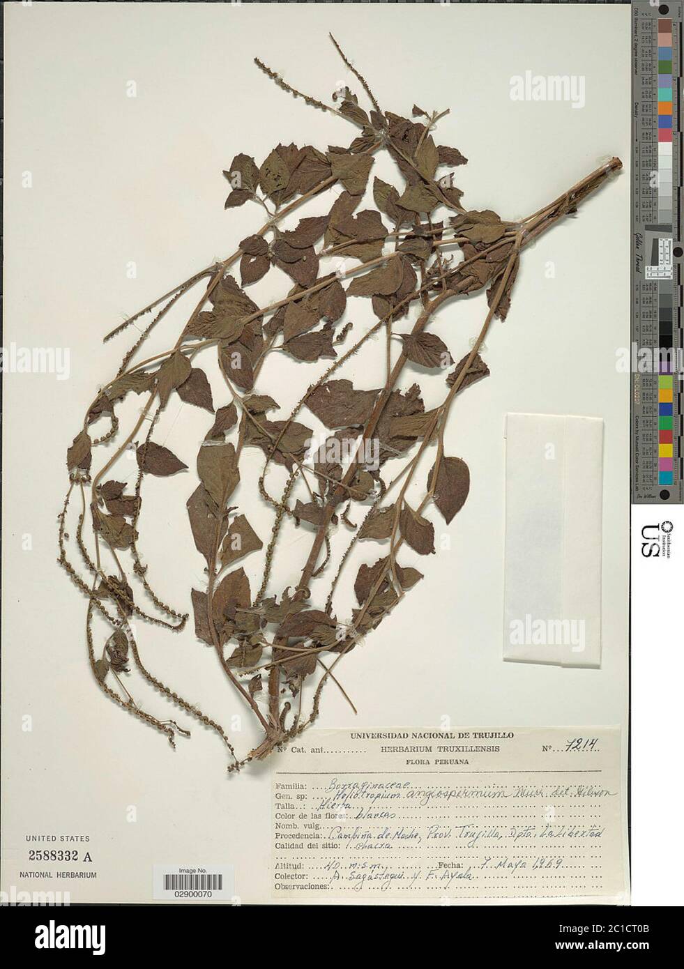 Heliotropium angiospermum Murray Heliotropium angiospermum Murray. Stock Photo