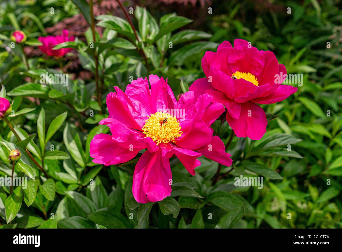 Colourful peonies growing in the garden Stock Photo - Alamy