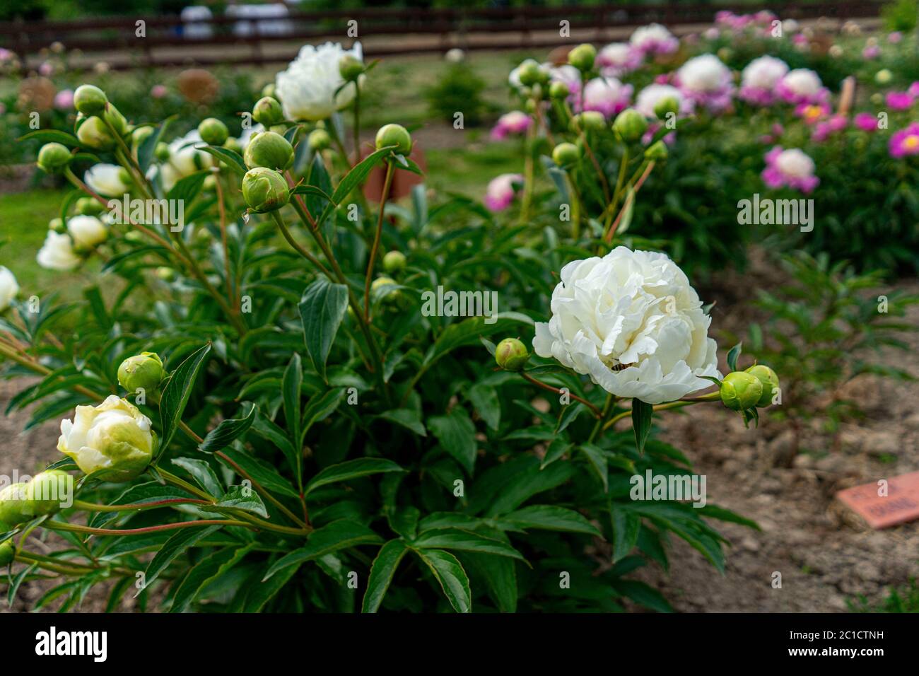 Colourful peonies growing in the garden Stock Photo - Alamy