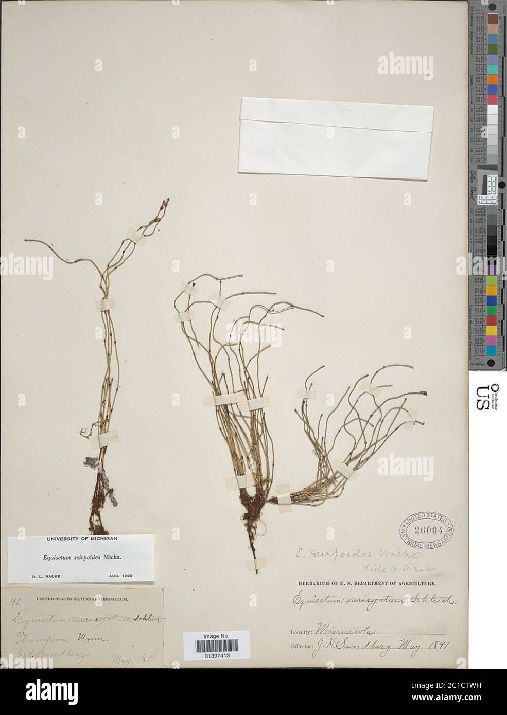 Equisetum scirpoides Michx Stock Photo