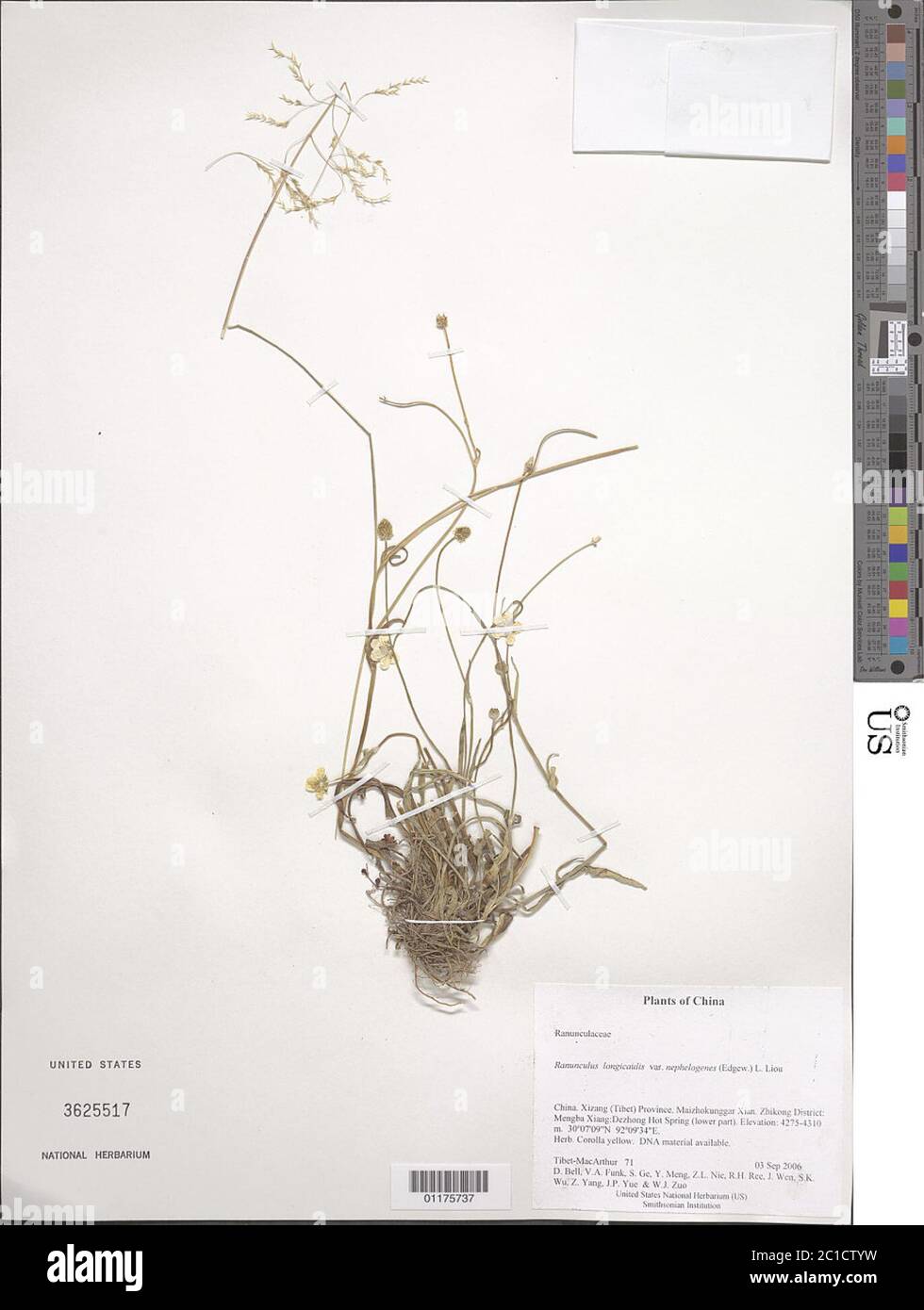 Ranunculus longicaulis var nephelogenes Edgew L Liu Ranunculus longicaulis var nephelogenes Edgew L Liu. Stock Photo
