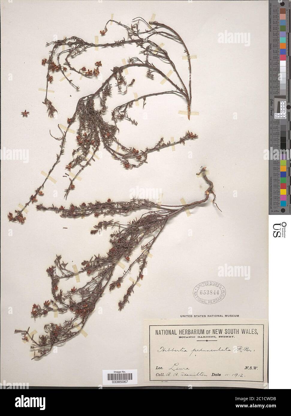 Hibbertia pedunculata Aiton ex DC Hibbertia pedunculata Aiton ex DC. Stock Photo