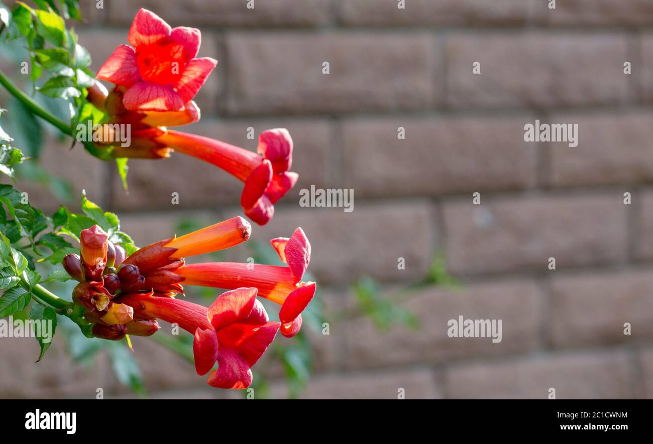 Orange flowers Campsis Close up A braided decorative plant, often used to create living flowering fences Stock Photo