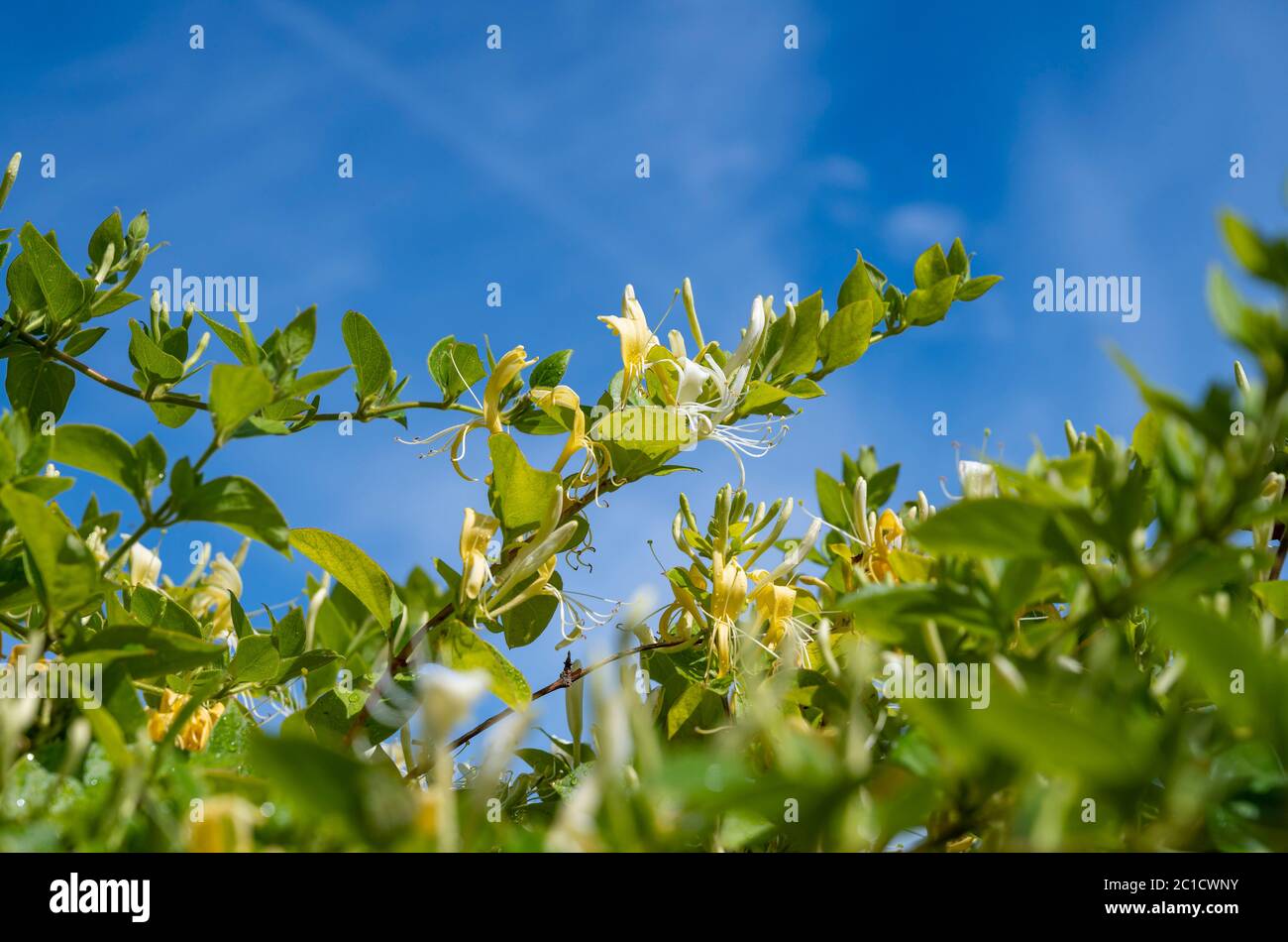 Japanese Honeysuckle vine Lonicera japonica 'Halliana'  in bloom with its delicate yellow and white flowers during the summer UK Stock Photo