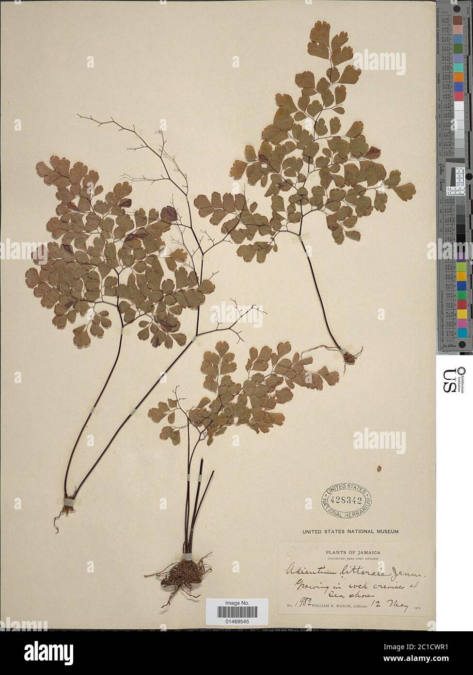 Adiantum tenerum Sw Adiantum tenerum Sw Stock Photo Alamy