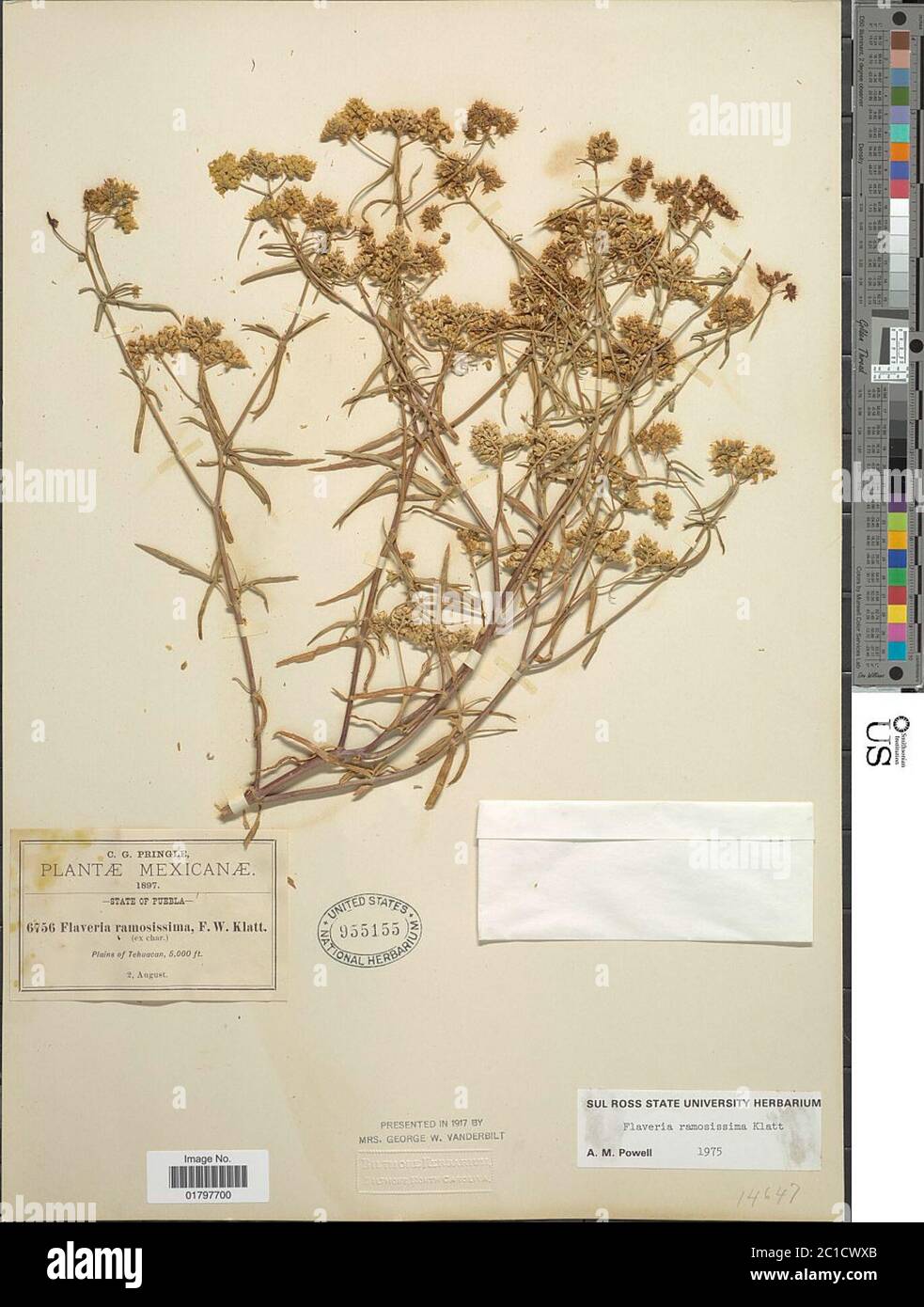 Flaveria ramosissima Klatt Flaveria ramosissima Klatt. Stock Photo