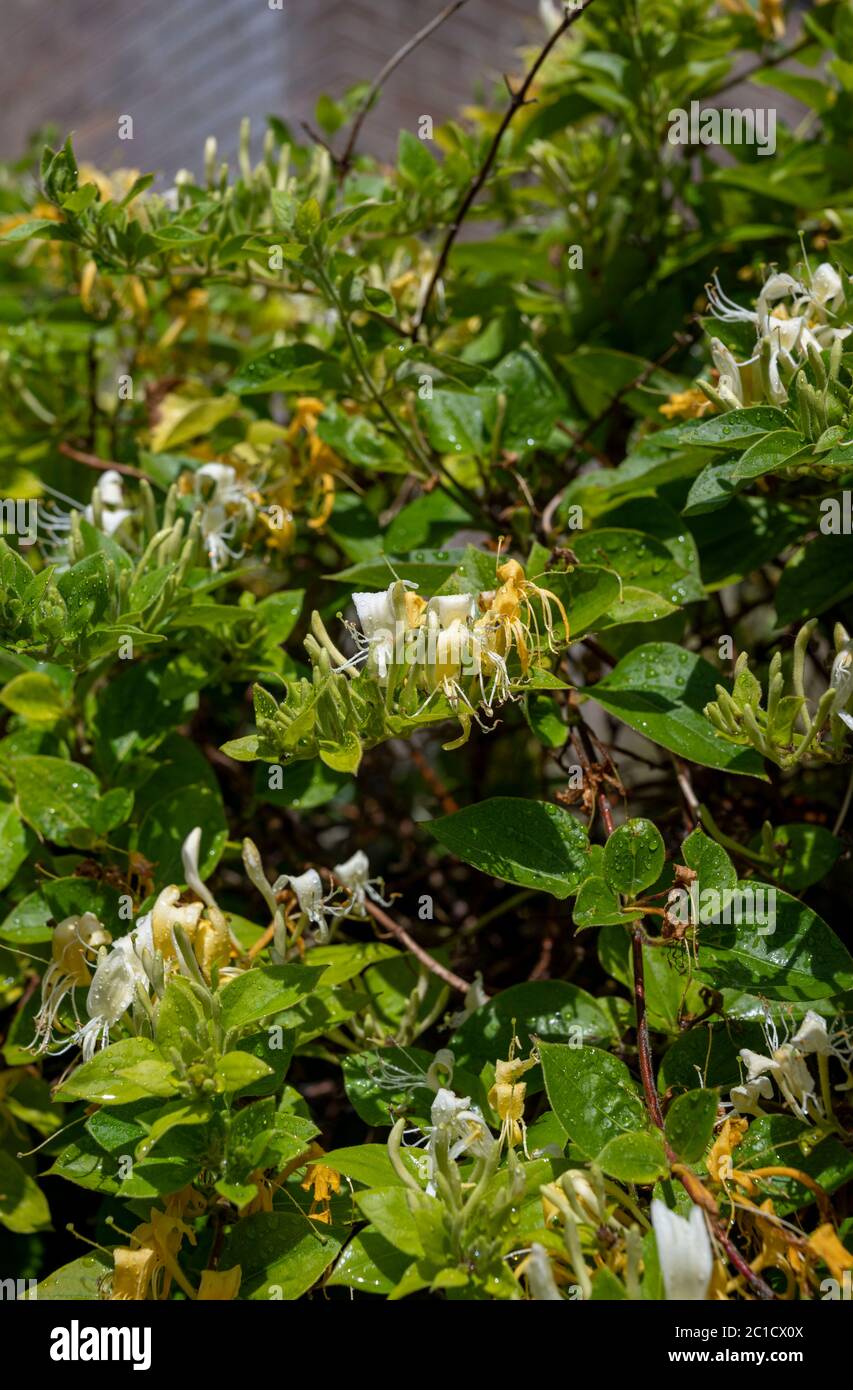 Japanese Honeysuckle vine Lonicera japonica 'Halliana'  in bloom with its delicate yellow and white flowers during the summer UK Stock Photo