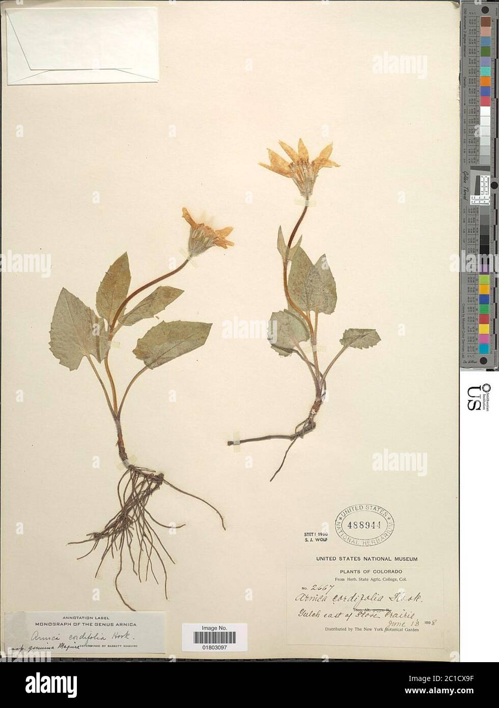 Arnica cordifolia subsp genuina Maguire Arnica cordifolia subsp genuina Maguire. Stock Photo