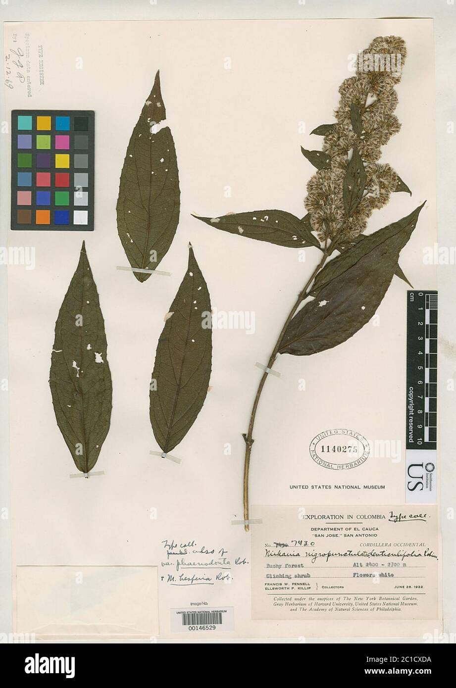 Mikania nigropunctulata var denticulifolia BL Rob Mikania nigropunctulata var denticulifolia BL Rob. Stock Photo