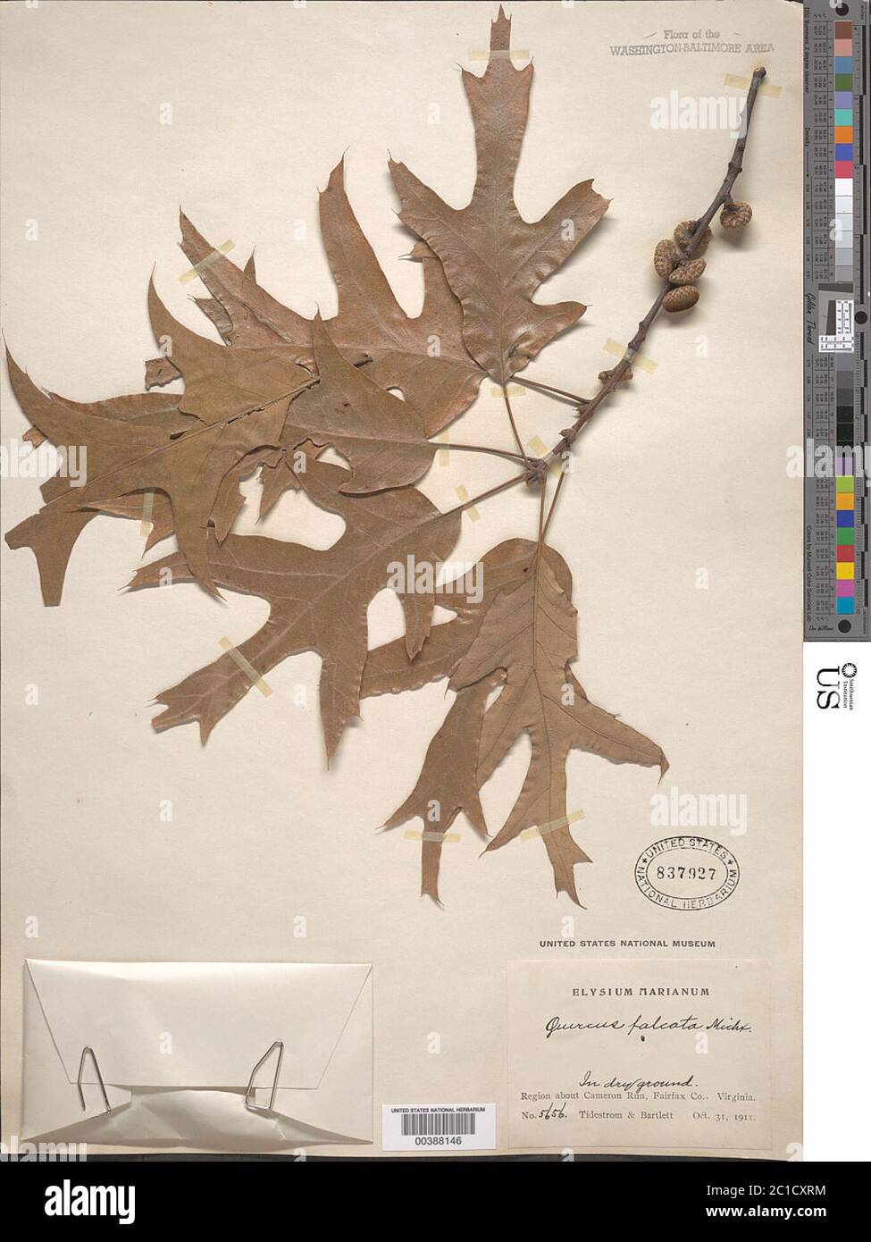 Quercus falcata Michx Quercus falcata Michx Stock Photo - Alamy
