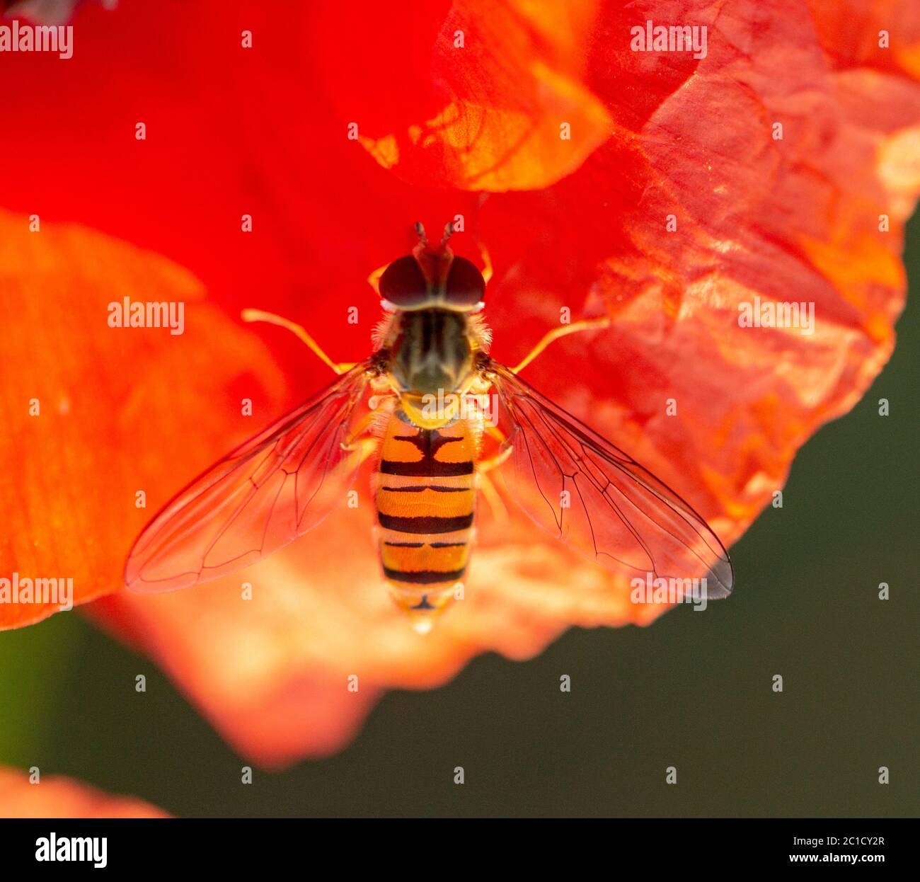 Syrphidae sits on a red poppy flower, useful insect pest that destroys pests. Stock Photo