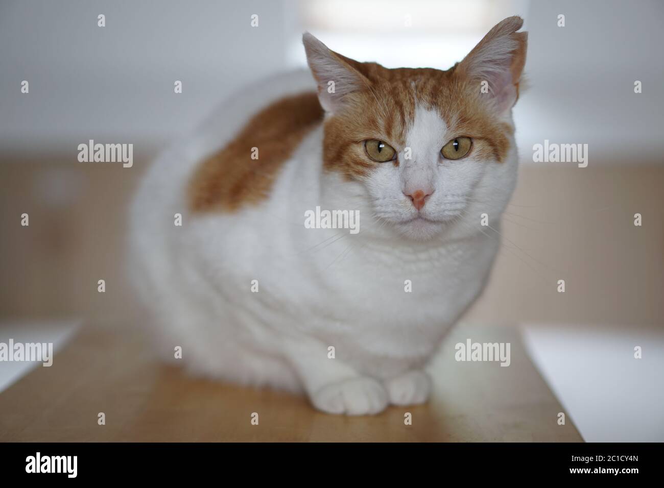 White & Ginger Male Cat Stock Photo - Alamy White & Ginger Male Cat Stock Photo - Alamy